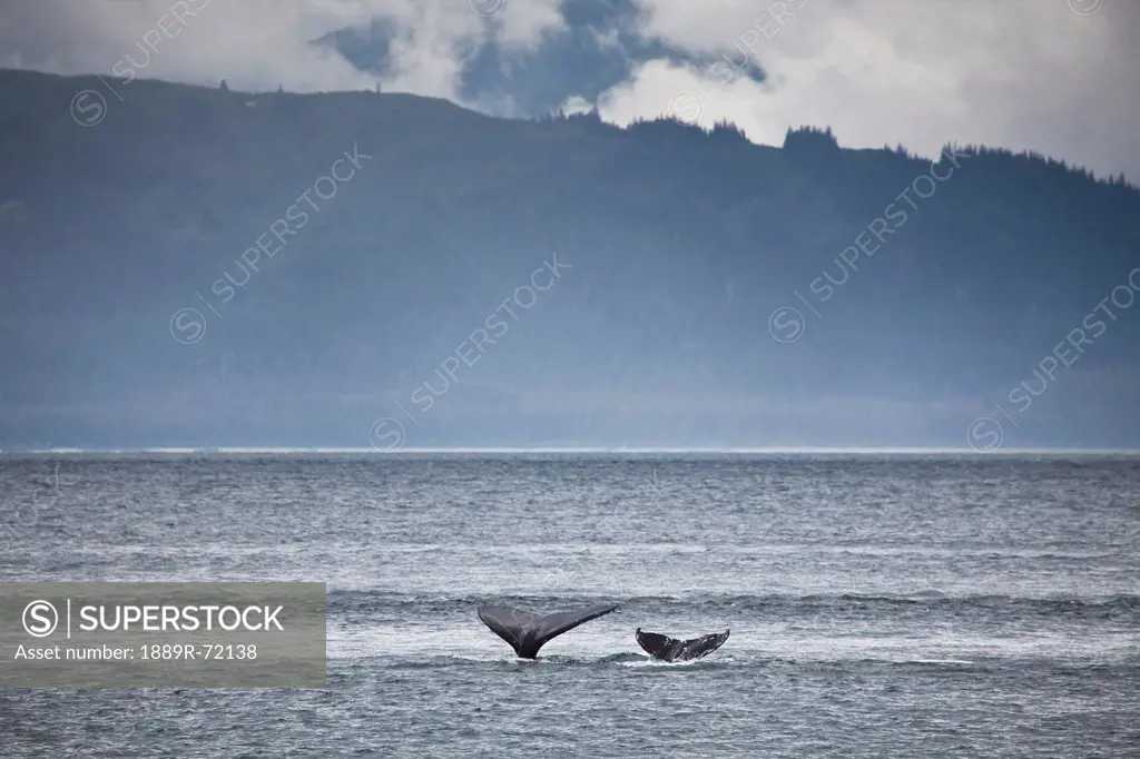 mother and calf whale tails megaptera novaeangliae, juneau alaska united states of america