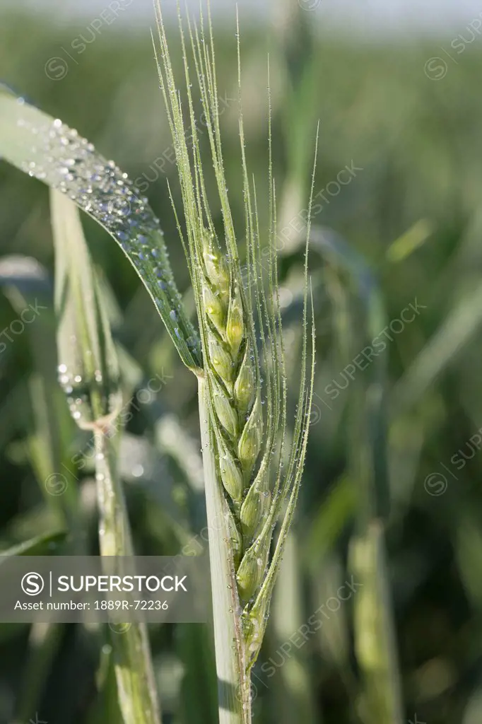 unripened wheat head with dew droplets, high river alberta canada