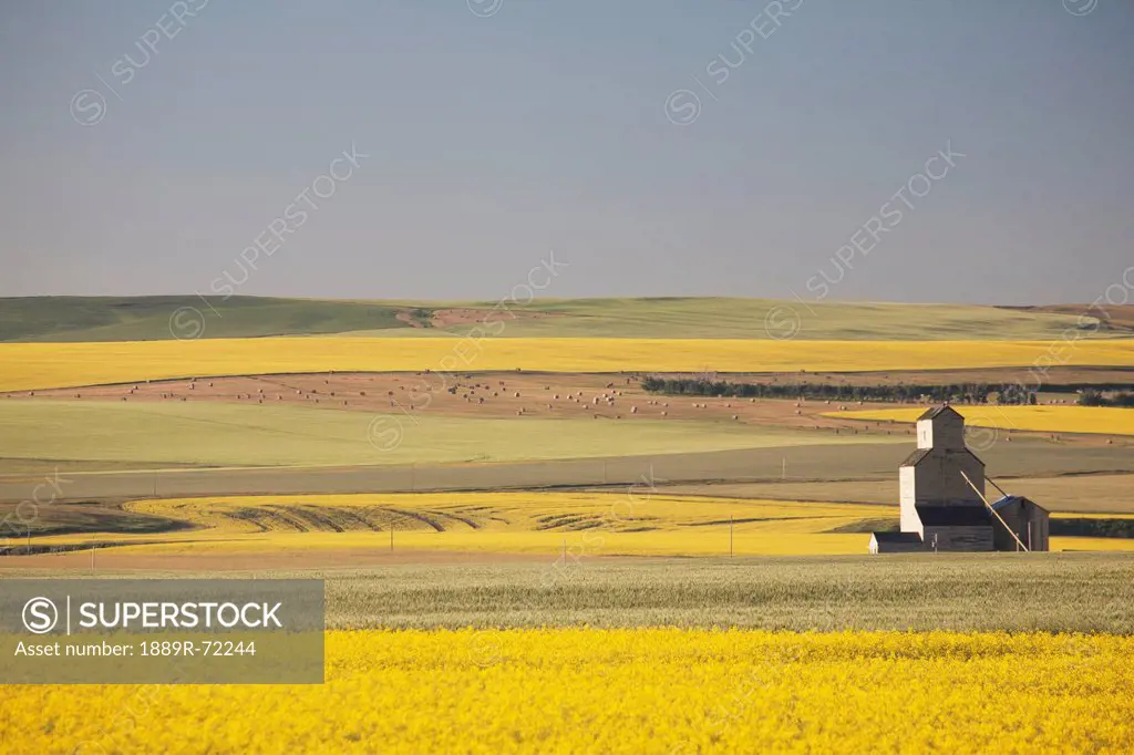 one old wooden grain elevator at sunrise with flowering canola fields in the foreground and background, mosleigh alberta canada
