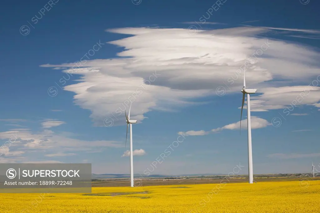dramatic clouds with blue sky and windmills in a flowering canola field, alberta canada