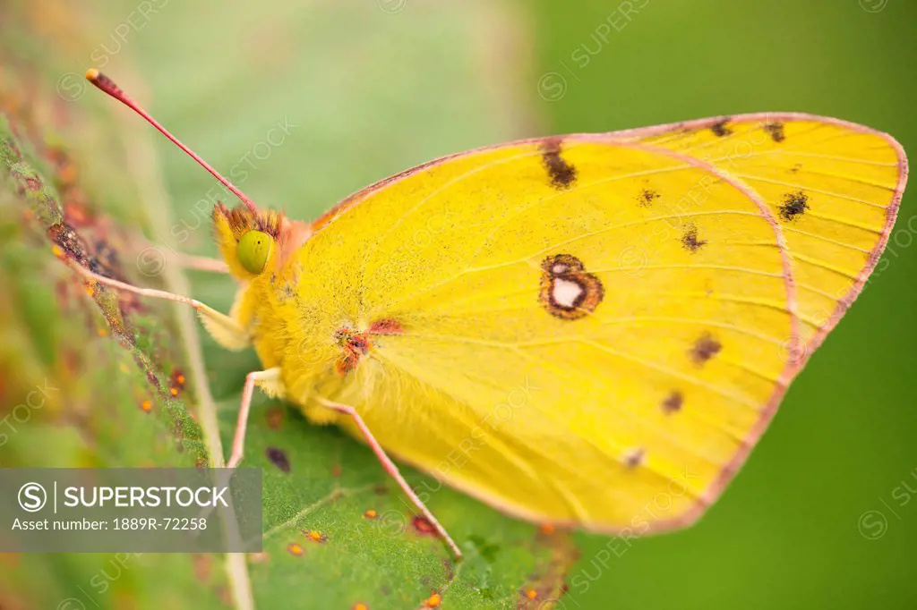 a yellow butterfly in a leaf, dundee ohio united states of america