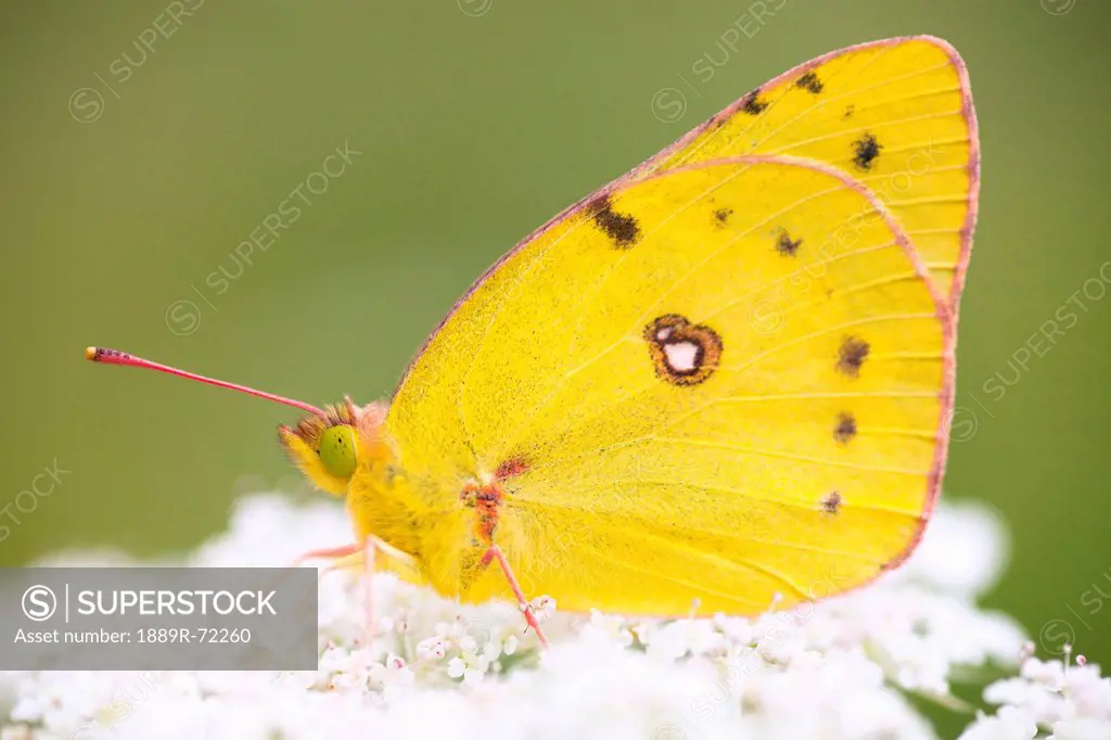 a butterfly sitting on white flower blossoms, dundee ohio united states of america
