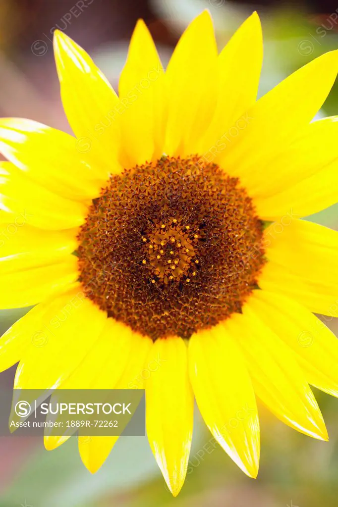 closeup of a sunflower, dundee ohio united states of america