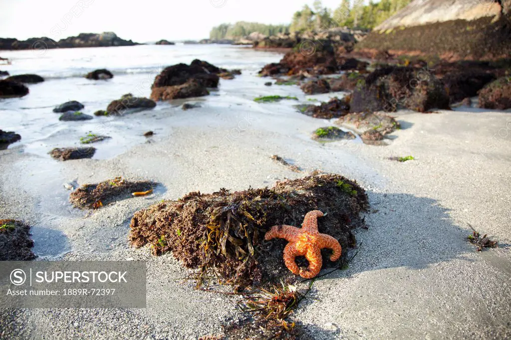 an orange starfish sits exposed on beautiful ucluth beach at wya point near ucluelet, british columbia canada