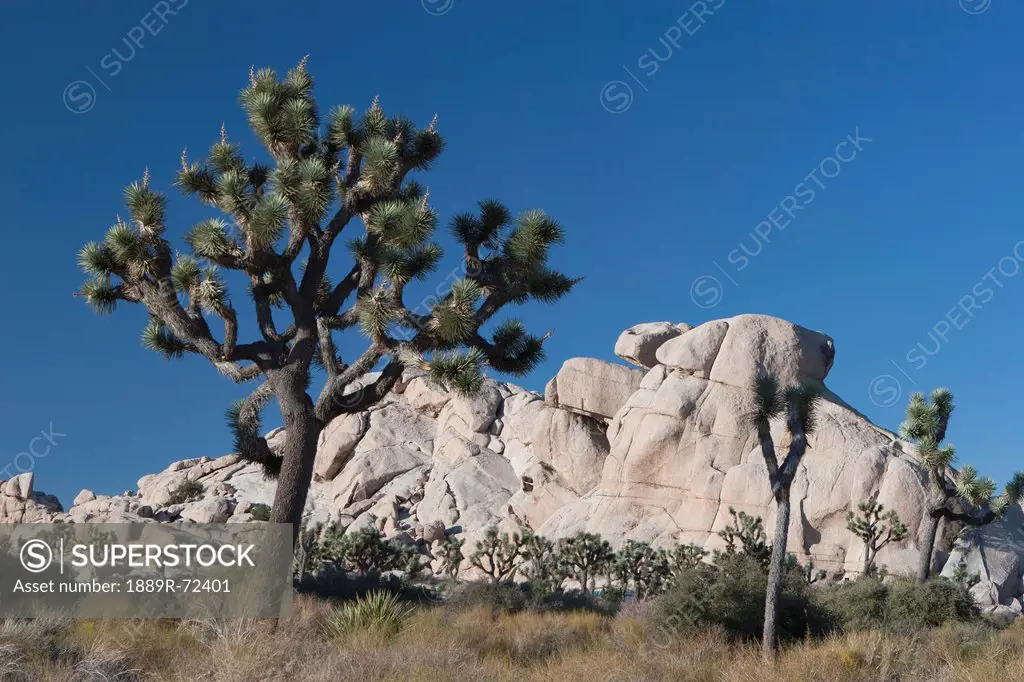 yucca trees in desert with rounded rock formation in distance with blue sky, palm springs california united states of america