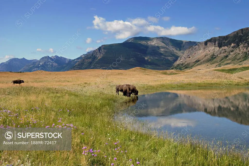 bison drinking from a small mountain lake with wildflowers in the meadow, alberta canada