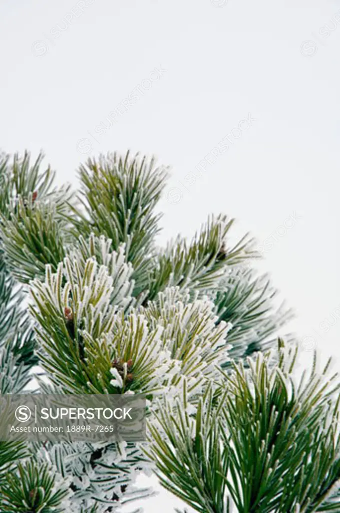 Frosty pine needles