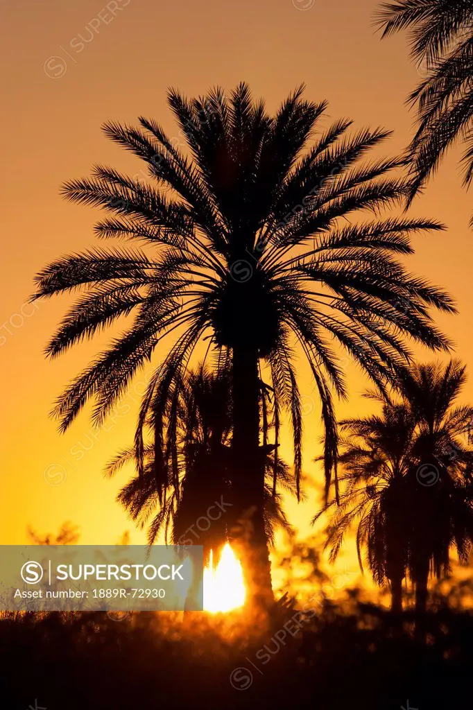 Silhouette Of Palm Tree In The Desert At Sunset With Sun Burst And Orange Glow, Palm Springs California United States Of America