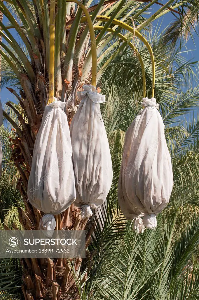 Close Up Of A Date Tree With Covered Sacks On Date Clusters, Palm Springs California United States Of America