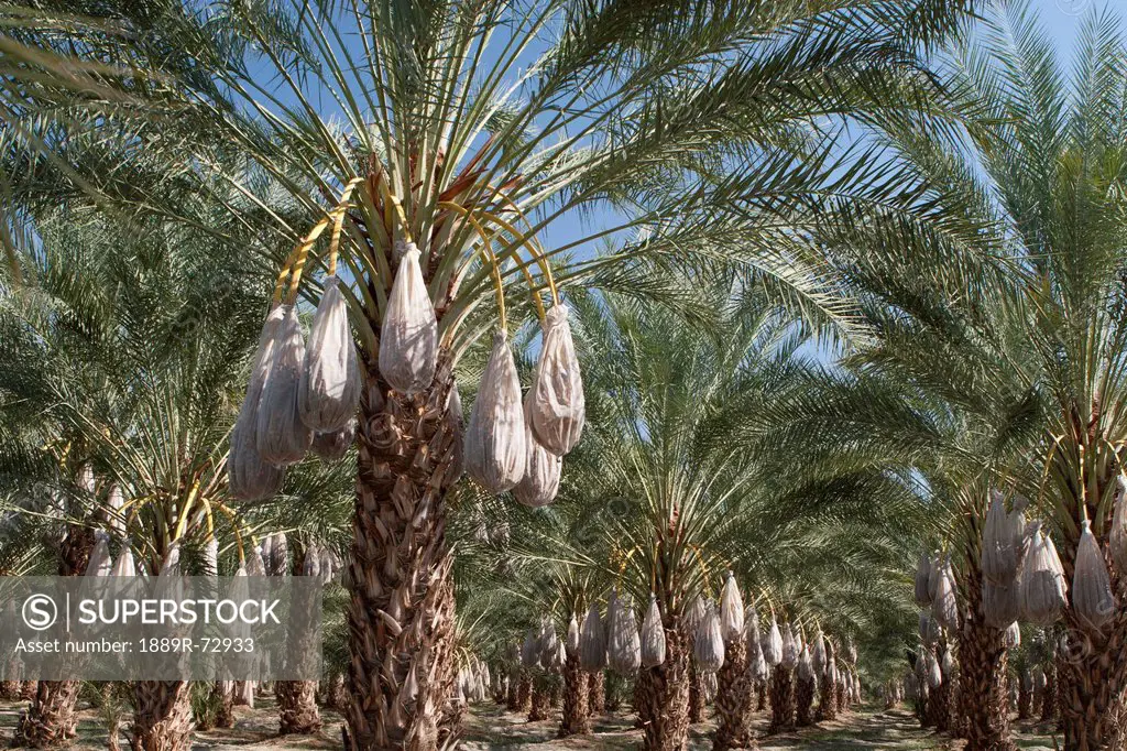 Rows Of Date Trees With Covered Sacks On Date Clusters, Palm Springs California United States Of America