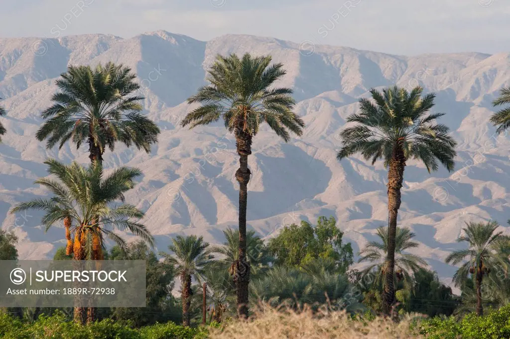 Palm Trees At Sunset With Desert Mountain Range In The Distance With Blue Sky, Palm Springs California United States Of America