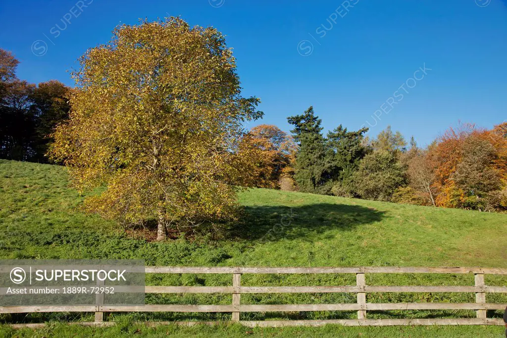 A Wooden Rail Fence With Trees In Autumn Colours, Scottish Borders Scotland
