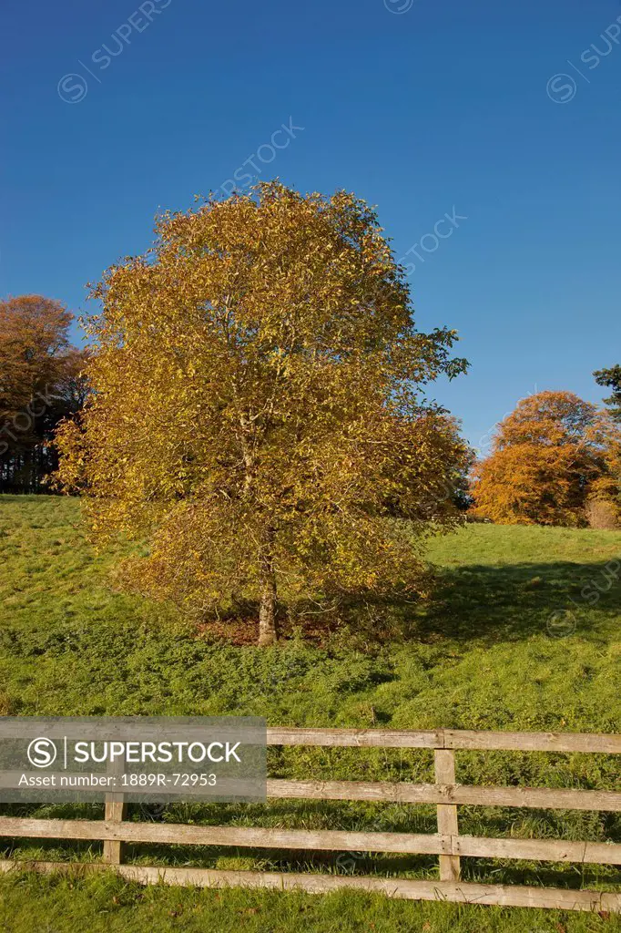 A Wooden Rail Fence With Trees In Autumn Colours, Scottish Borders Scotland