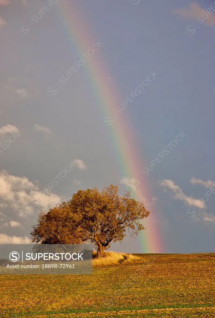 A Rainbow Over A Field With A Tree, Northumberland England