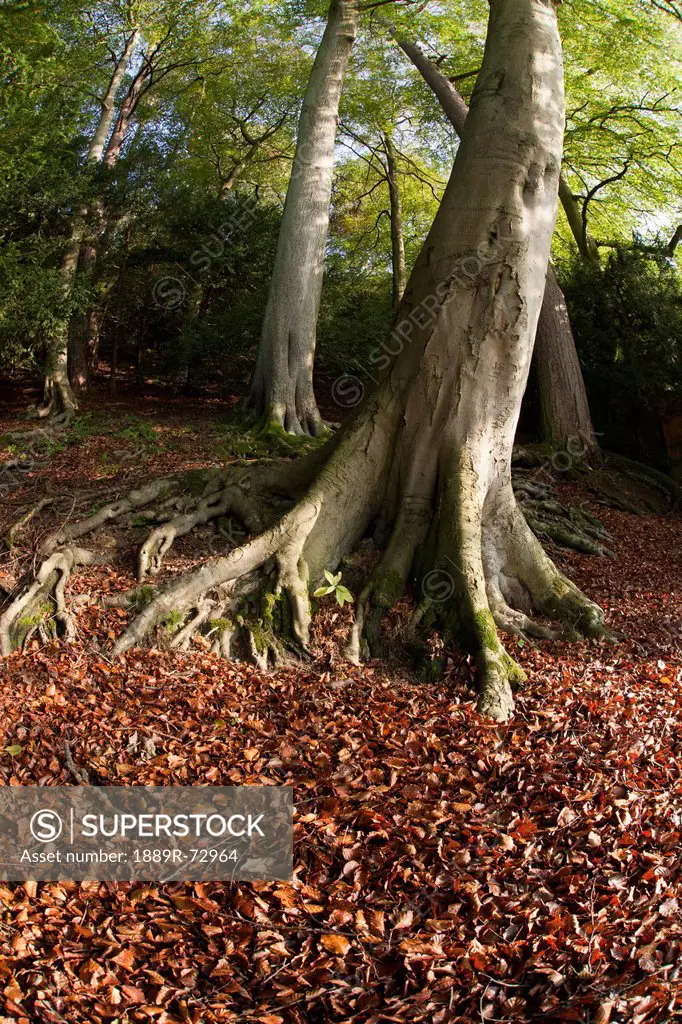 Fallen Leaves On The Ground At The Base Of A Tree In Autumn, North Yorkshire England