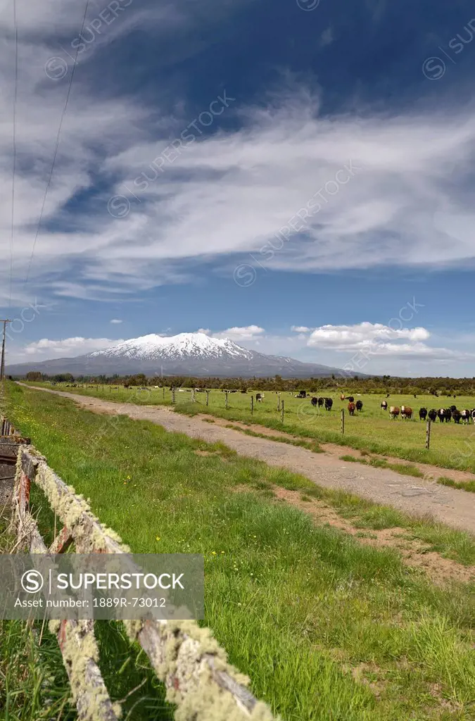 Cattle Grazing In A Field Along A Dirt Road With A View Of Mount Ruaphehu, Taupo New Zealand