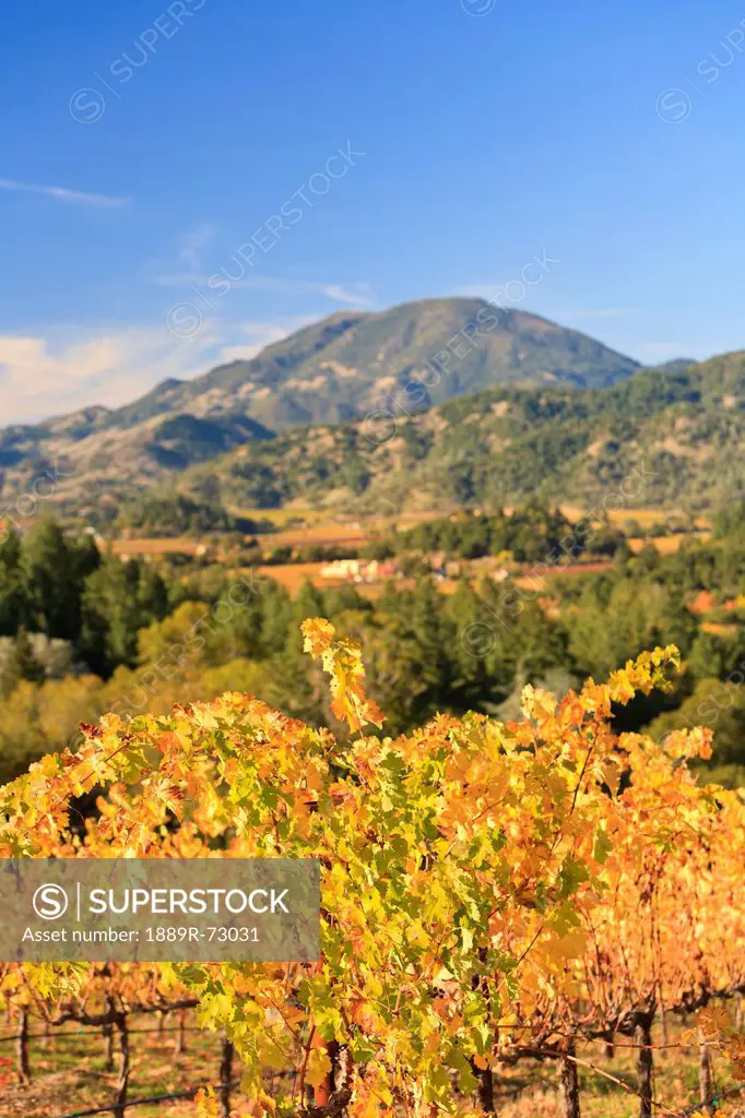 Grape Vines At Castello Di Amorosa Winery In Autumn, California United States Of America