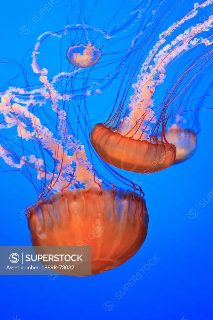 Sea Nettles Chrysaora Fuscescens In Monterey Bay Aquarium Display, Monterey California United States Of America