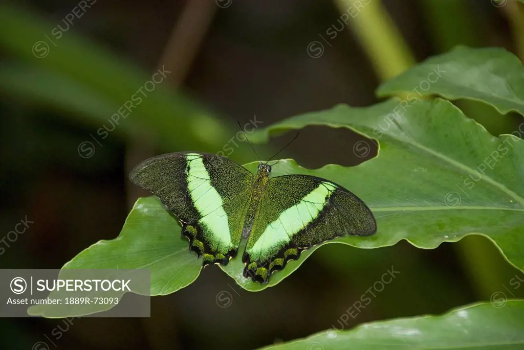 Butterfly On A Green Leaf, Niagara Falls Ontario Canada