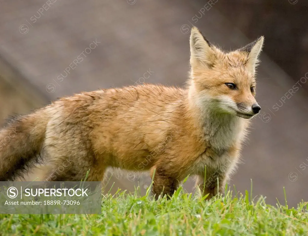 Red Fox Vulpes Vulpes In The Grass With Blurred Building In The Background, Quebec Canada