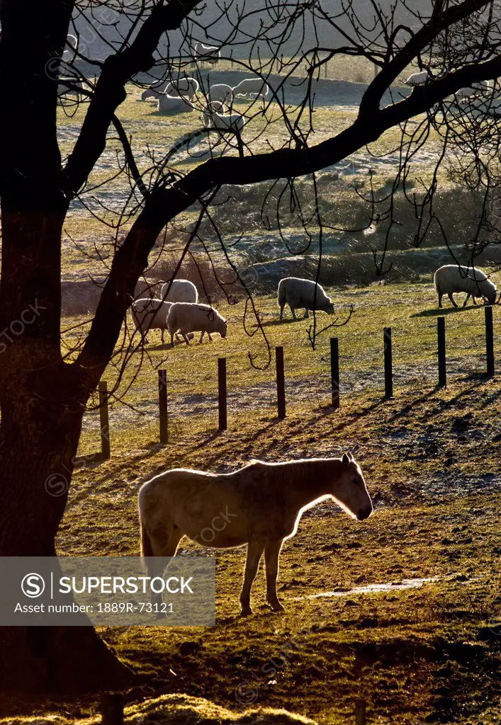 A Horse Stands Under A Tree With Grazing Sheep In The Background, Northumberland England