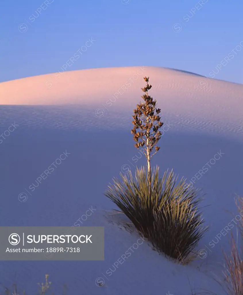 Yucca plant and dune, White Sands National Monument