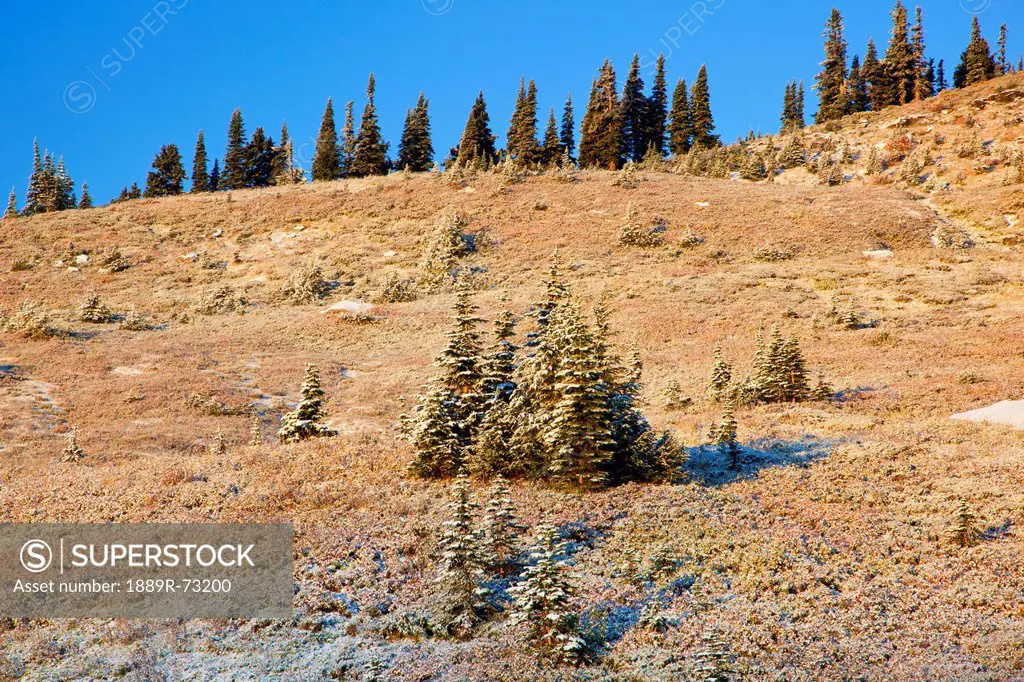 Traces Of Fresh Snow On Autumn Colours In Mount Rainier National Park, Washington United States Of America