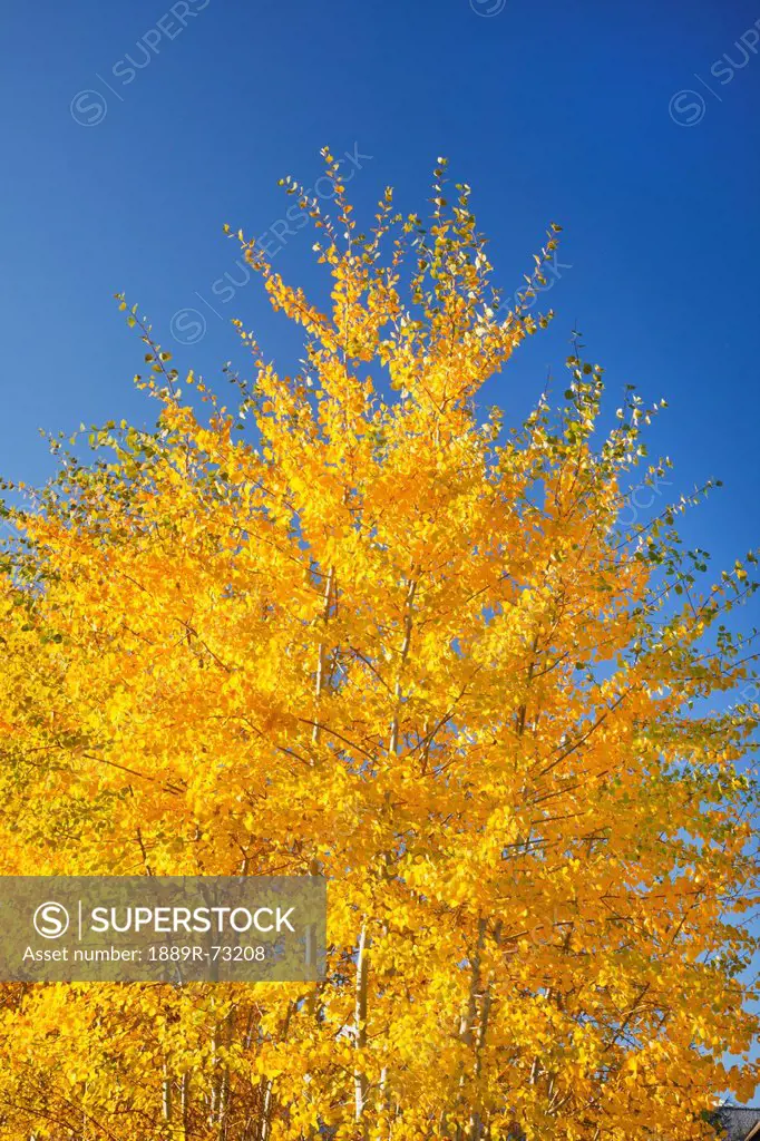 Tree With Golden Foliage In Autumn, Oregon United States Of America