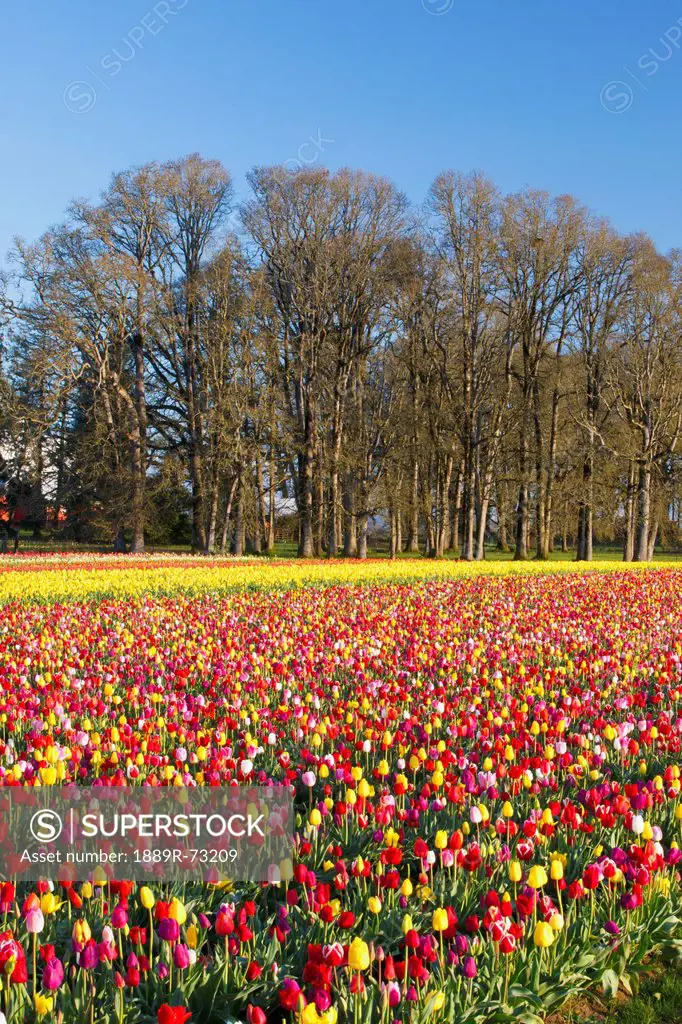 A Colourful Tulip Field At Wooden Shoe Tulip Farm, Woodburn Oregon United States Of America