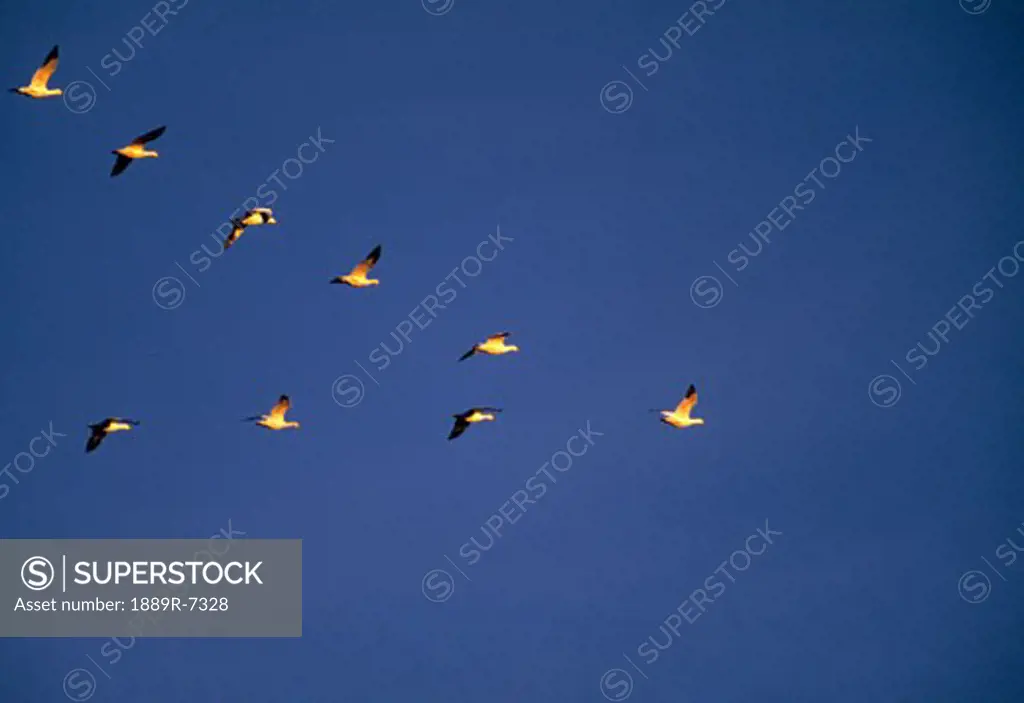 Snow geese flying in a v formation in a blue sky