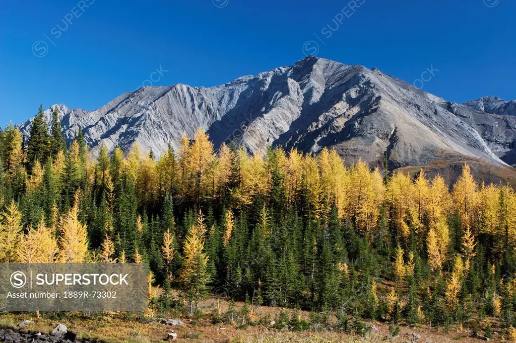 Mountain Meadow In The Fall With Golden Larch Trees And Mountain In The Distance With Blue Sky, Alberta Canada