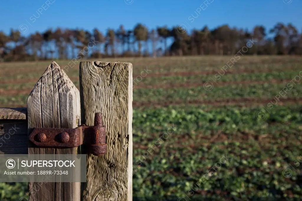 Weathered wooden fence post with rusty hinge, northumberland england