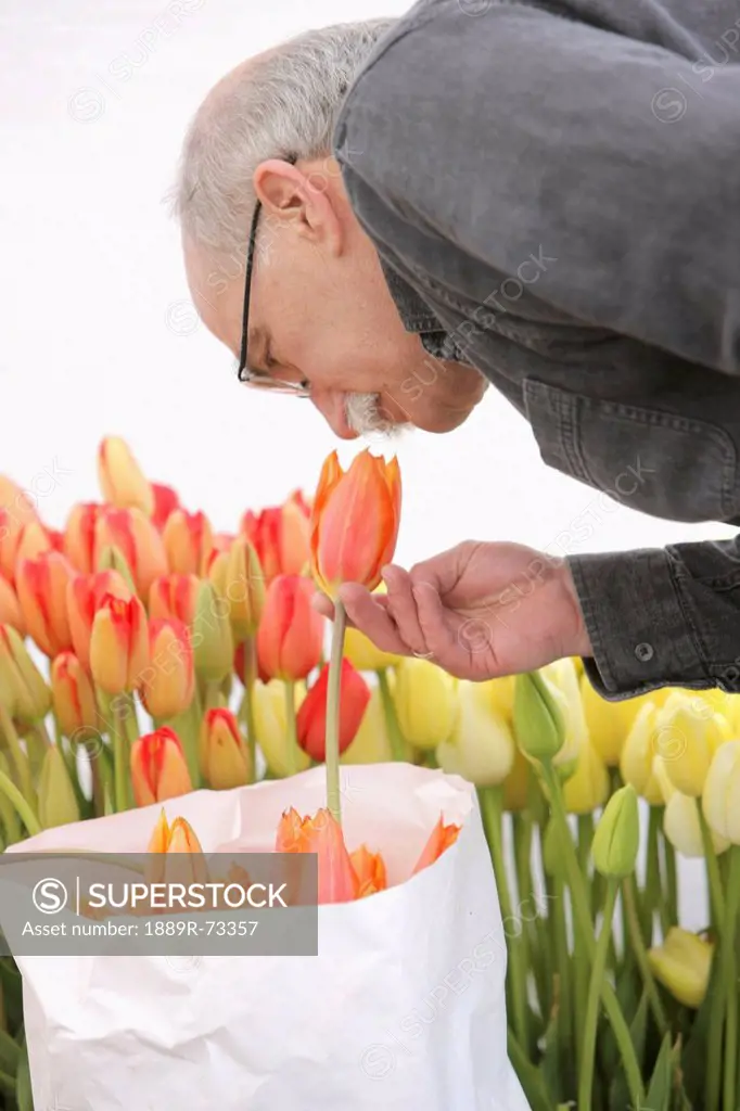 Senior man smelling tulips, troutdale oregon united states of america
