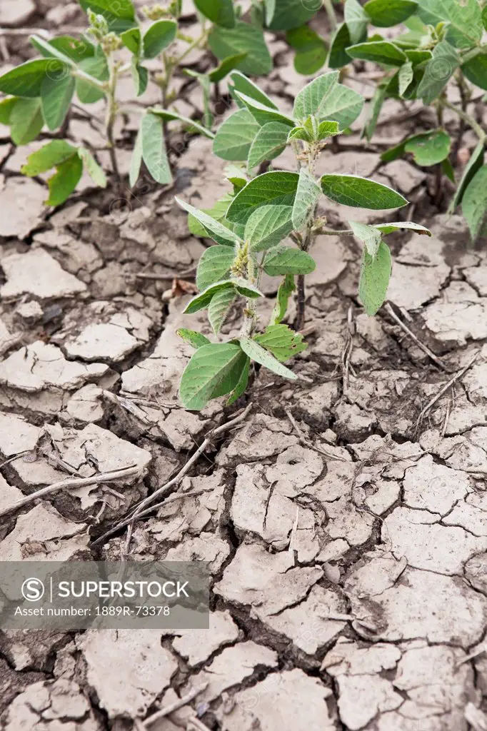 Soy bean plants in cracked and dry soil, port colborne ontario canada