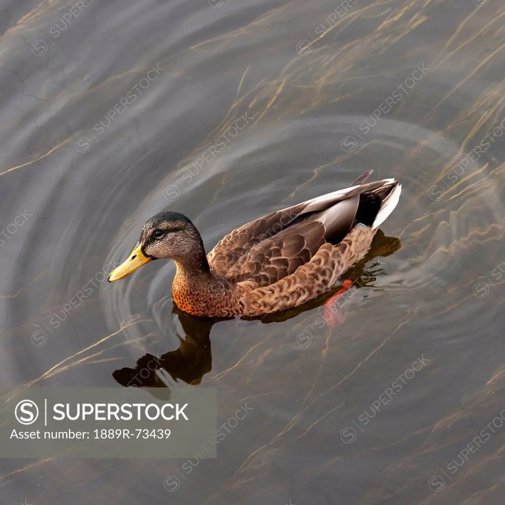 Duck swimming in clear water, st. petersburg russia