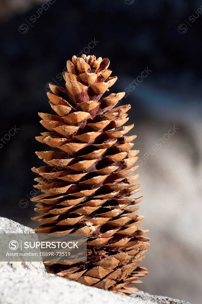 Close Up Of Large Pine Cone On A Rock, Palm Springs California United States Of America