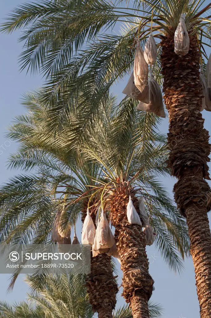 Date Trees With Covered Sacks On Date Clusters, Palm Springs California United States Of America