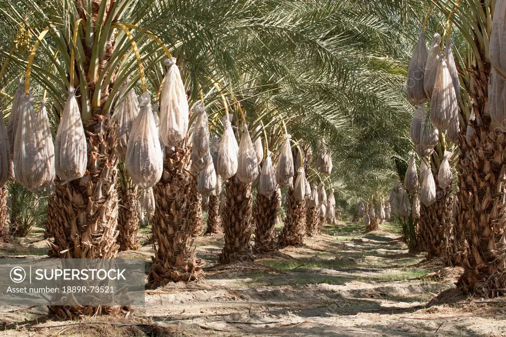 Rows Of Date Trees With Covered Sacks On Date Clusters, Palm Springs California United States Of America
