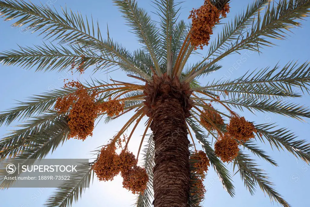 Low Angle Of A Date Tree With Sunlight And Blue Sky, Palm Springs California United States Of America