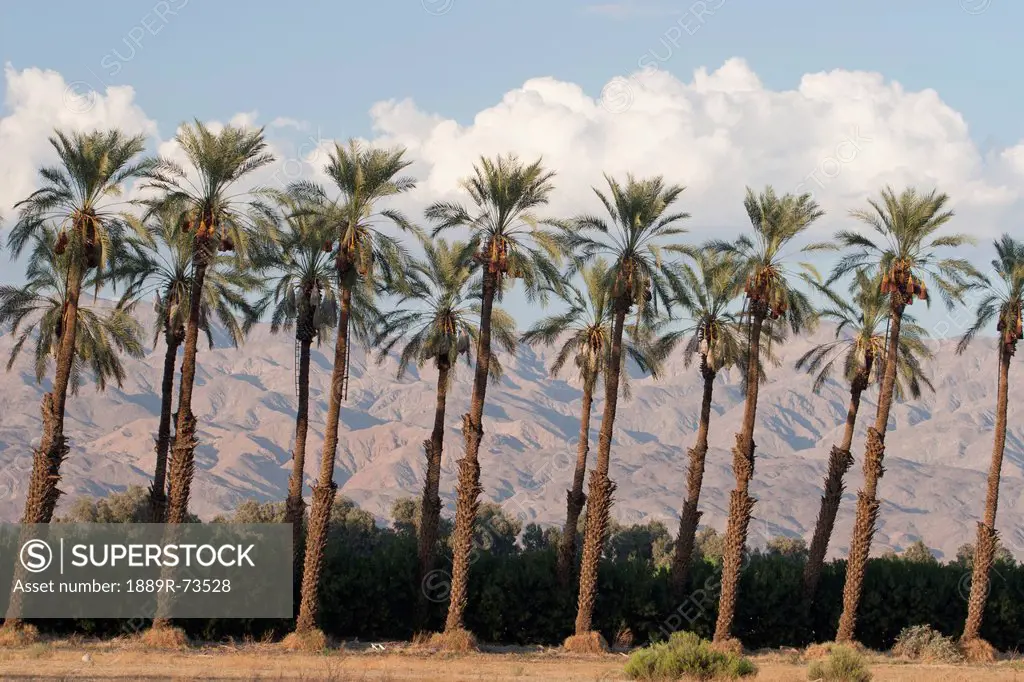 Palm Trees At Sunset With Desert Mountain Range In The Distance With Blue Sky And Clouds, Palm Springs California United States Of America
