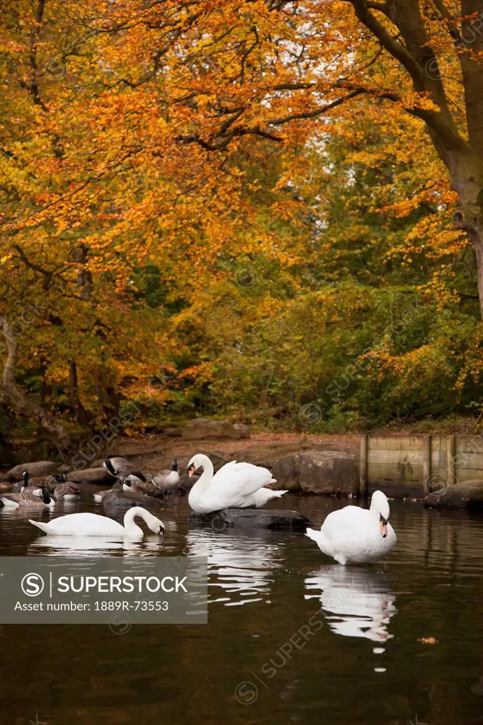 Swans And Geese In A Pond In Autumn, Northumberland England