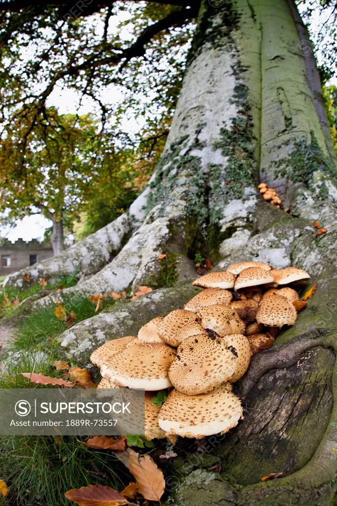 Mushrooms Growing At The Base Of A Tree, Scottish Borders Scotland