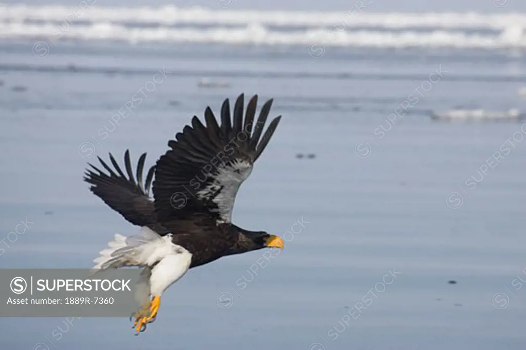 Steller's Sea Eagle flying over coast, Hokkaido, Japan