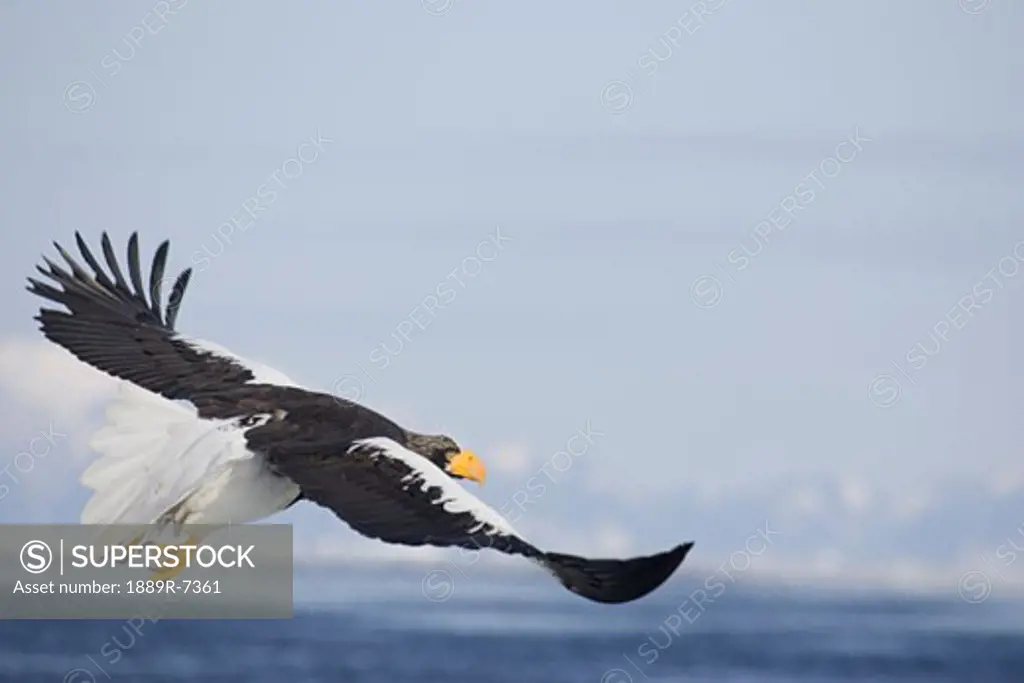 Steller's sea eagle flying over sea