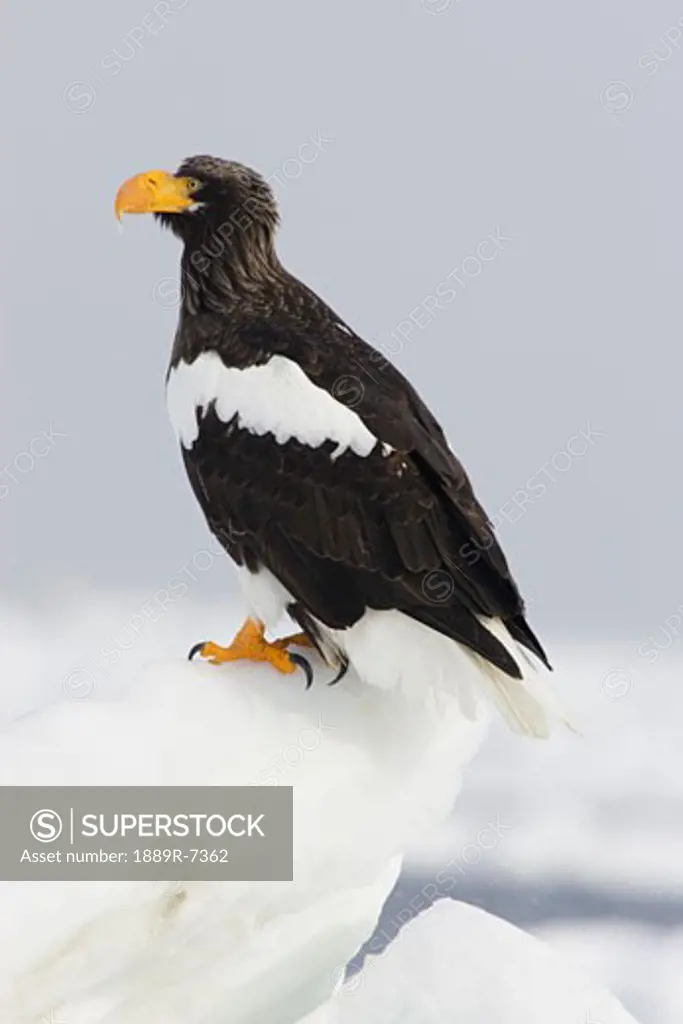 Steller sea eagle standing on snow