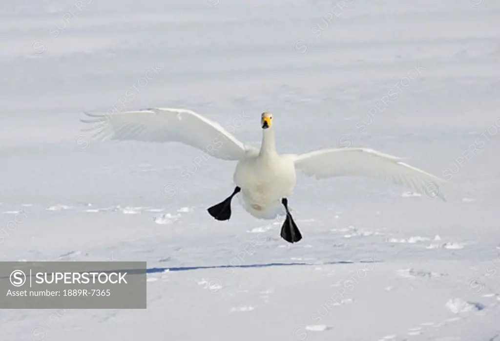 Whooper swan landing on the snow