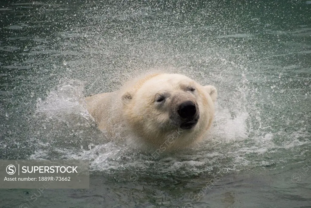 Head Shot Of A Polar Bear Shaking Water Off, Toronto Ontario Canada