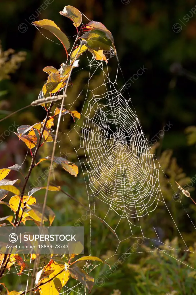 Spider Web On A Plant Covered In Dew, Sault St. Marie Ontario Canada