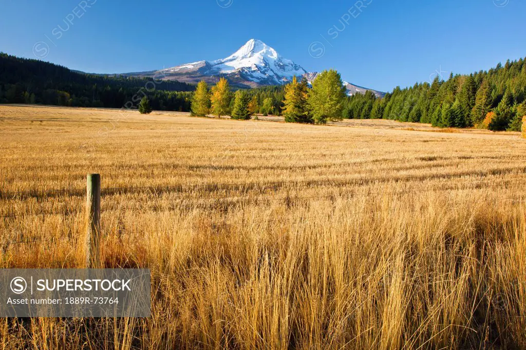 Autumn Colours And Mount Hood In Hood River Valley, Oregon United States Of America
