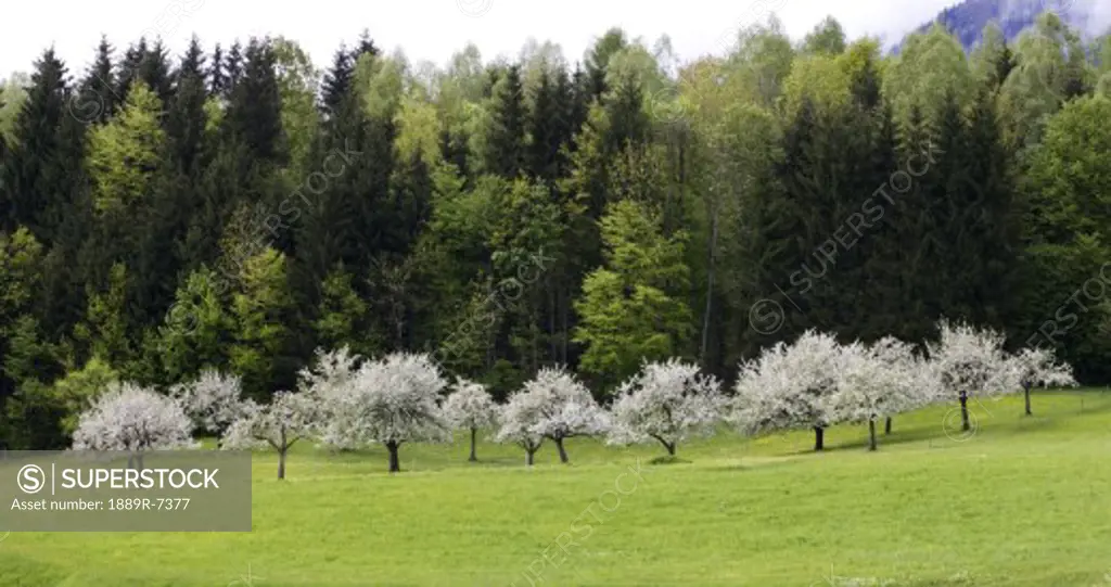 Apple trees in bloom in Bavarian landscape, Germany
